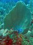 AmbergrisCaye05 - 061